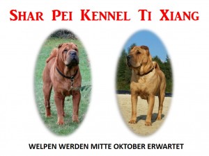 Shar Pei Kennel Ti Xiang 2