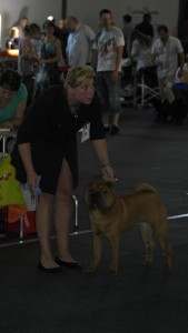 Bester Shar Pei an beiden Tagen - einfach WOW!